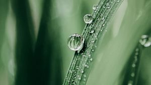 Preview wallpaper grass, drops, dew, macro, blur