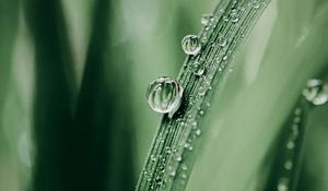 Preview wallpaper grass, drops, dew, macro, blur