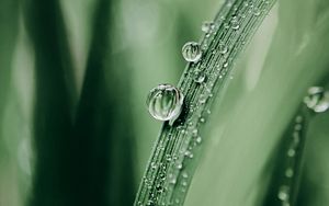 Preview wallpaper grass, drops, dew, macro, blur