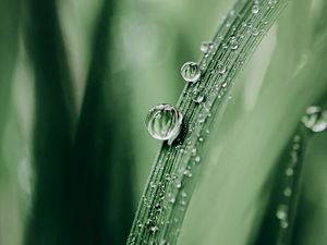 Preview wallpaper grass, drops, dew, macro, blur