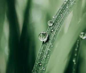 Preview wallpaper grass, drops, dew, macro, blur