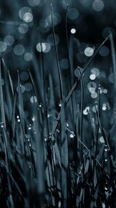 Preview wallpaper grass, drops, dew, macro, black-and-white