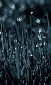 Preview wallpaper grass, drops, dew, macro, black-and-white