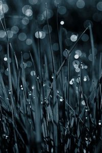 Preview wallpaper grass, drops, dew, macro, black-and-white