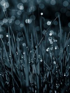 Preview wallpaper grass, drops, dew, macro, black-and-white