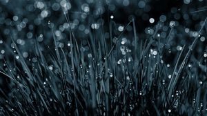 Preview wallpaper grass, drops, dew, macro, black-and-white