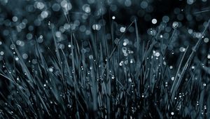 Preview wallpaper grass, drops, dew, macro, black-and-white