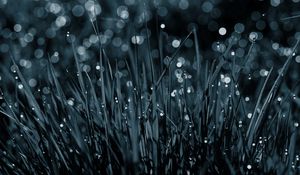 Preview wallpaper grass, drops, dew, macro, black-and-white