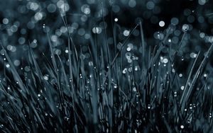 Preview wallpaper grass, drops, dew, macro, black-and-white