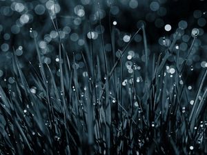 Preview wallpaper grass, drops, dew, macro, black-and-white