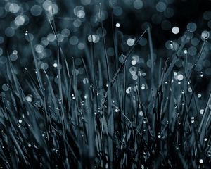 Preview wallpaper grass, drops, dew, macro, black-and-white