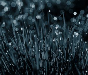 Preview wallpaper grass, drops, dew, macro, black-and-white