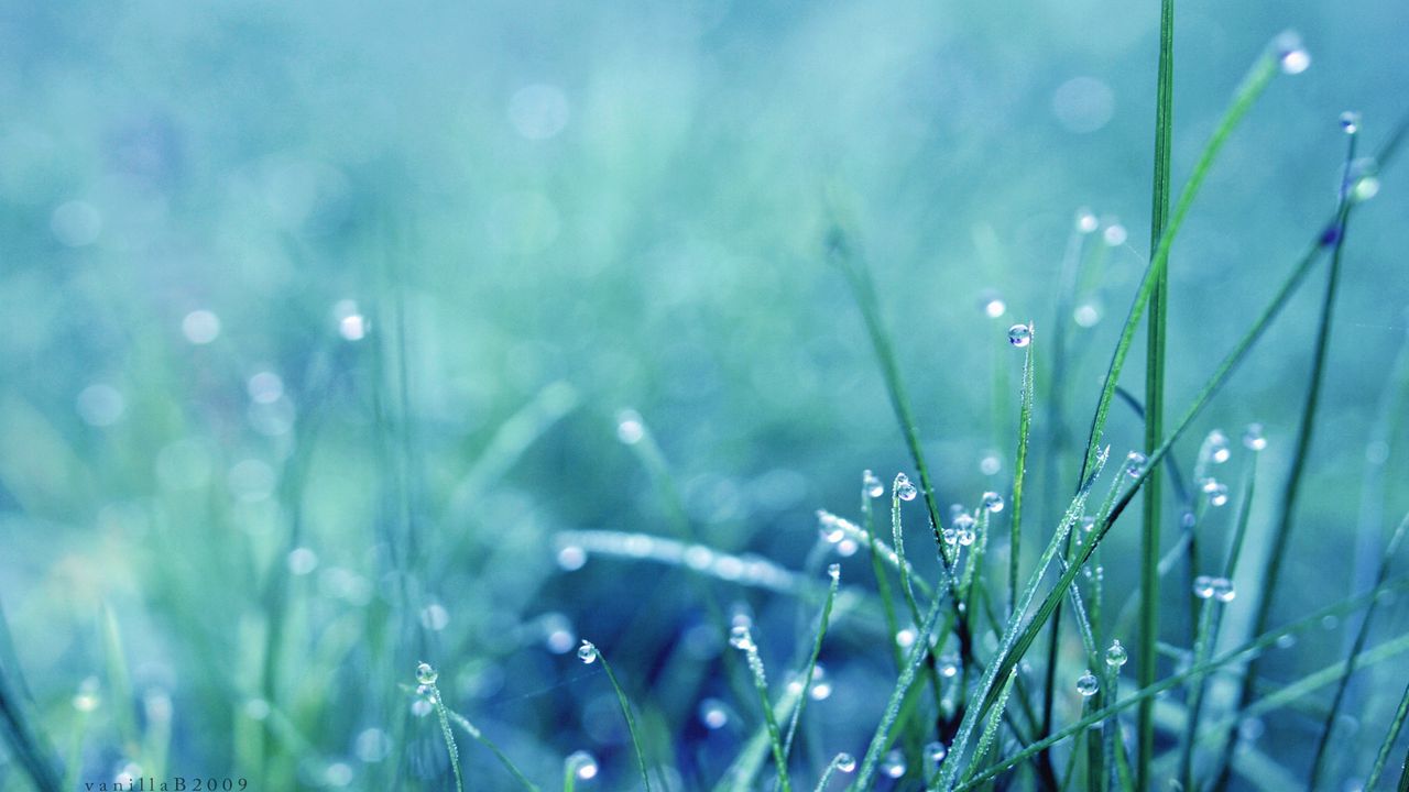 Wallpaper grass, drops, dew, light