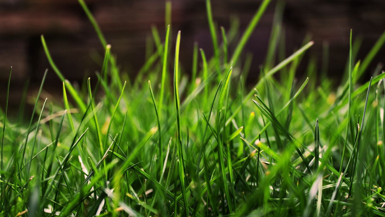 Wallpaper grass, drops, dew, light