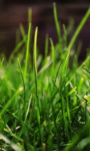 Preview wallpaper grass, drops, dew, light