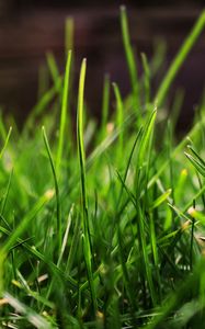 Preview wallpaper grass, drops, dew, light