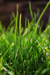 Preview wallpaper grass, drops, dew, light