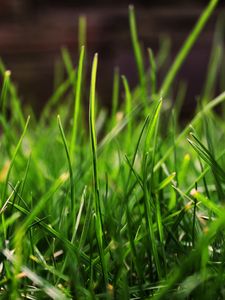 Preview wallpaper grass, drops, dew, light