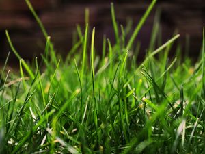 Preview wallpaper grass, drops, dew, light