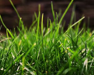 Preview wallpaper grass, drops, dew, light