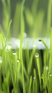 Preview wallpaper grass, drops, dew, light