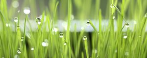 Preview wallpaper grass, drops, dew, light