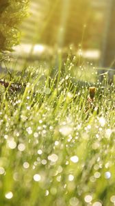 Preview wallpaper grass, drops, dew, shadow