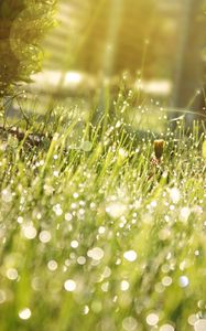 Preview wallpaper grass, drops, dew, shadow