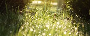 Preview wallpaper grass, drops, dew, shadow