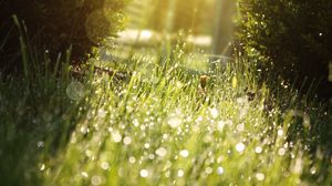 Preview wallpaper grass, drops, dew, shadow