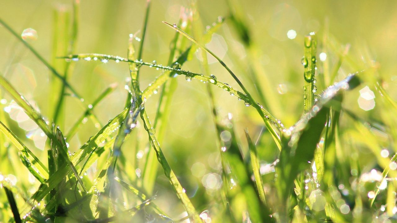 Wallpaper grass, drops, dew, light