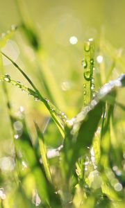 Preview wallpaper grass, drops, dew, light