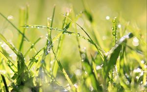 Preview wallpaper grass, drops, dew, light