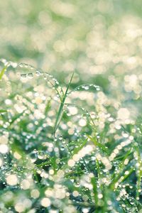 Preview wallpaper grass, drops, dew, bright, shine