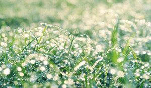 Preview wallpaper grass, drops, dew, bright, shine