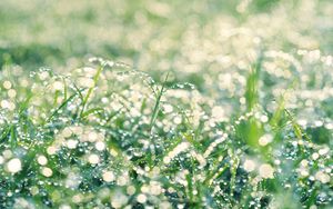 Preview wallpaper grass, drops, dew, bright, shine