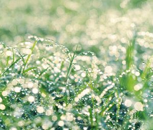 Preview wallpaper grass, drops, dew, bright, shine