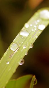 Preview wallpaper grass, drops, dew, surface, plant