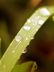 Preview wallpaper grass, drops, dew, surface, plant