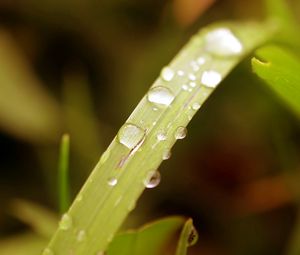 Preview wallpaper grass, drops, dew, surface, plant
