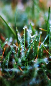 Preview wallpaper grass, drops, dew, morning, wet