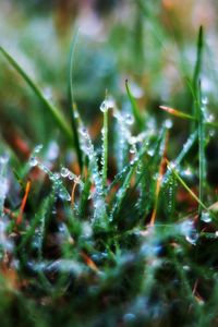 Preview wallpaper grass, drops, dew, morning, wet