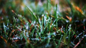 Preview wallpaper grass, drops, dew, morning, wet