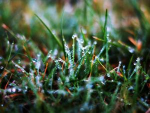 Preview wallpaper grass, drops, dew, morning, wet