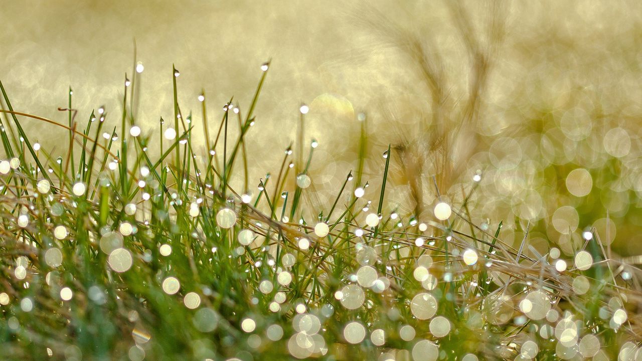 Wallpaper grass, drops, dew, light