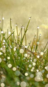 Preview wallpaper grass, drops, dew, light
