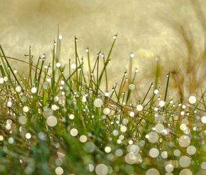Preview wallpaper grass, drops, dew, light