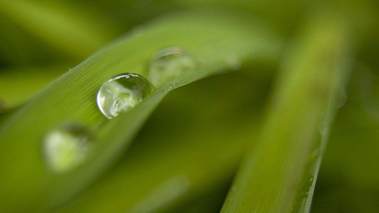 Wallpaper grass, drops, dew, blur