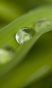 Preview wallpaper grass, drops, dew, blur