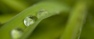 Preview wallpaper grass, drops, dew, blur